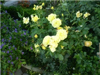 37ea430c-Picture 3261.jpg